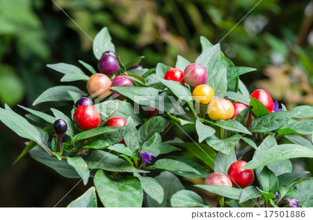 Goshiki chilies 17501886