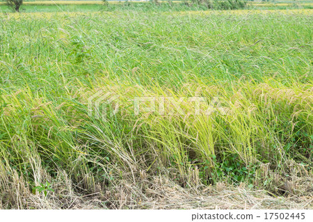 Paddy fields where weeds (rice) can not be rice cropped 17502445