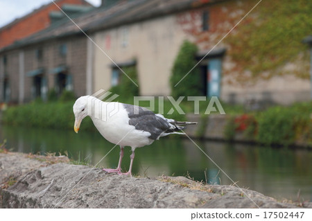 小樽運河（野生鳥類生活鳥類三角鷗海鳥水鳥） 17502447