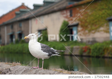 Otaru Canal (wild bird bird life creature bird triangle gulls seabird waterfowl) 17502448