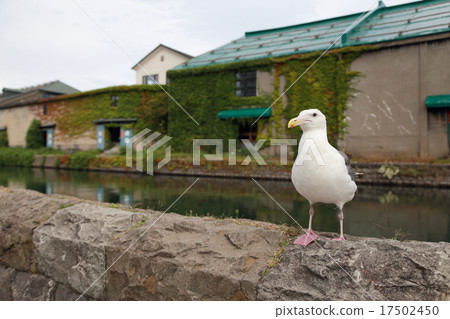 Otaru Canal (wild bird bird life creature bird triangle gulls seabird waterfowl) 17502450