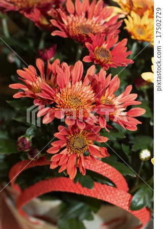 Chrysanthemum   17502729