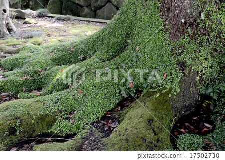 Mamezta 17502730
