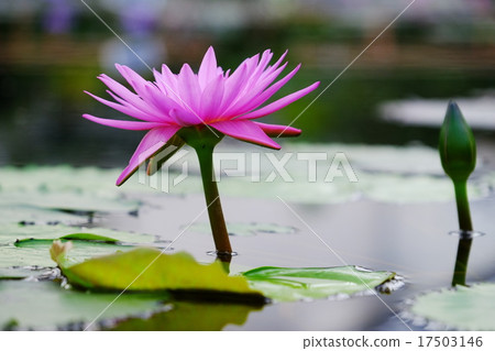 睡蓮 17503146