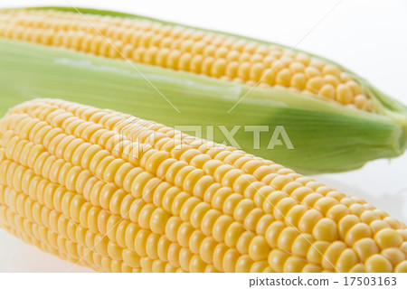 玉米 玉米 17503163