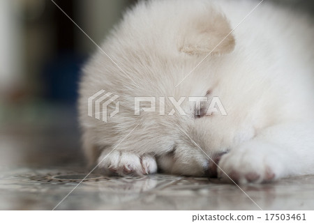 Sleeping white fluffy puppy Sleeping white fluffy puppy 17503461