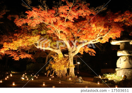 Momiji's light up 17503651