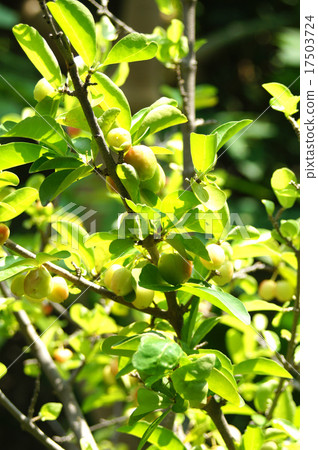 Acerola's young fruit Acerola's young fruit 17503724