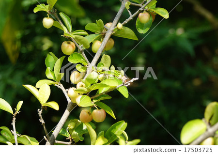 Acerola's young fruit Acerola's young fruit 17503725