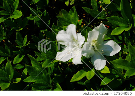 Satsuki Satsuki 17504090