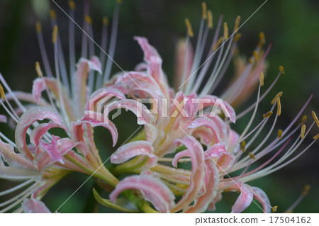 A cluster amaryllis of pink 17504162