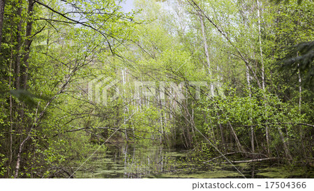 Springtime bog forest 17504366