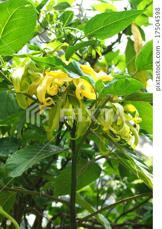 伊朗伊朗 伊朗伊朗 17504598