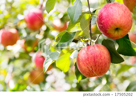 Tsugaru蘋果蘋果園 Tsugaru蘋果蘋果園 17505202