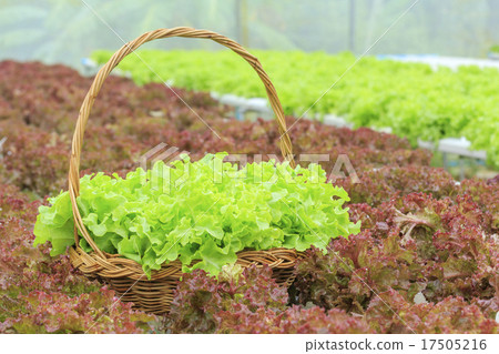 Hydroponic vegetable farm Hydroponic vegetable farm 17505216