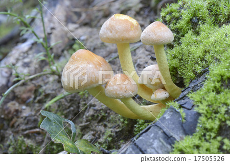 Mushroom Hypholoma fascicularis. Mushroom Hypholoma fascicularis. 17505526