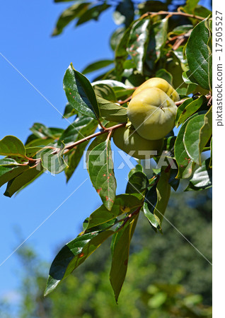 Young persimmon fruit 17505527
