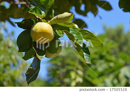 年輕的柿子果實 17505528