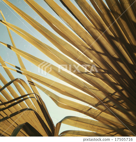 Palm leaf vintage effect. Sunlight falls through. Palm leaf vintage effect. Sunlight falls through. 17505716