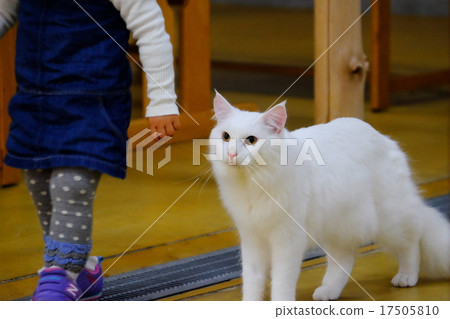 Cat Cat 17505810