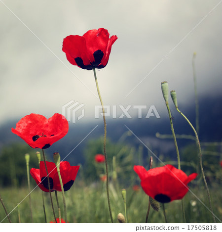 Red Poppies grow - toned effect. TheLycian Way 17505818