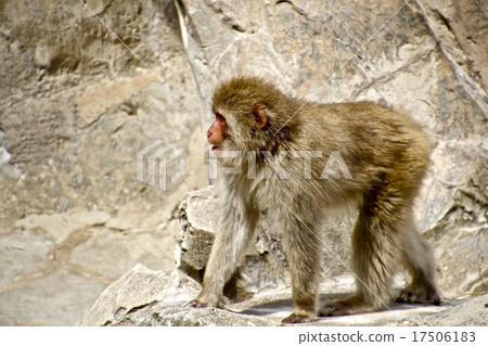 Heisei era year = 2016 year is my monkey year 17506183