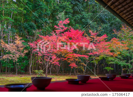京都Daitokuji高須的秋葉 17506417