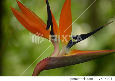 Bird of paradise Bird of paradise 17506701