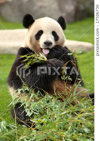 Bamboo and panda 17506730