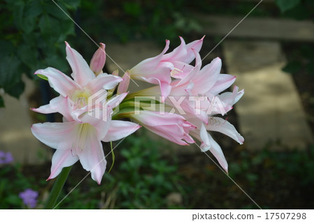 Amakurinum花 17507298