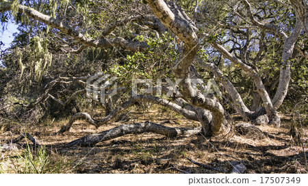 Oak Tree Shadows Oak Tree Shadows 17507349