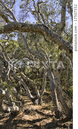 Twisted Oaks 17507352