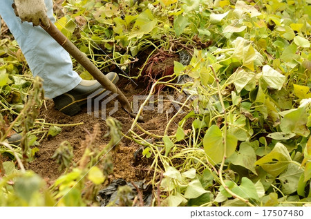 Field work Field work 17507480