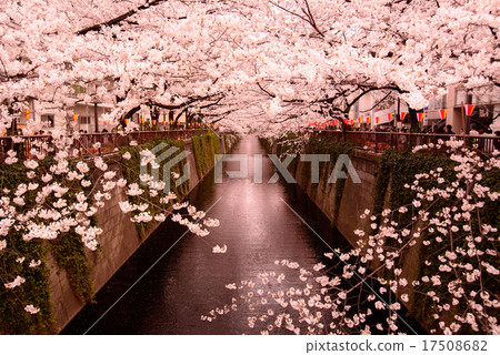 目黑河的櫻花 目黑河的櫻花 17508682