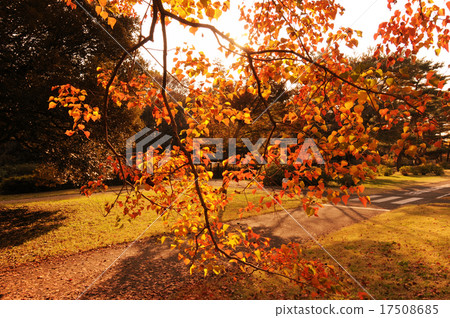 秋天的樹葉 秋天的樹葉 17508685