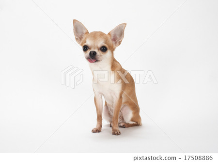 Smooth Chihuahua with a tongue out 17508886