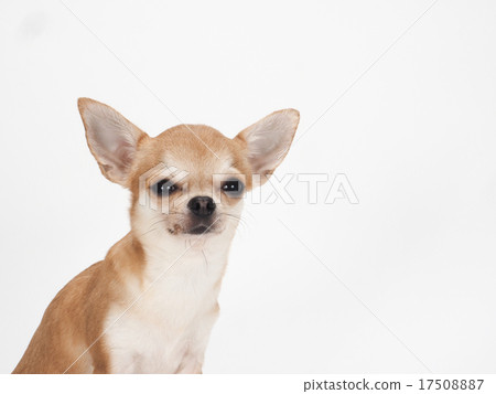 Chihuahua's bust-up Chihuahua's bust-up 17508887