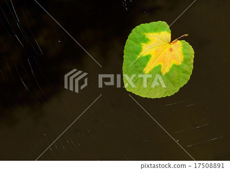 初秋 初秋 17508891