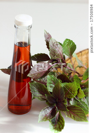 Dark opal basil 17508984