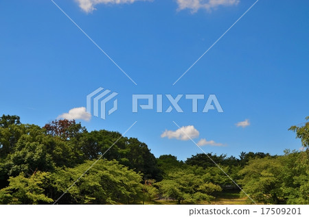 樹和藍天 樹和藍天 17509201