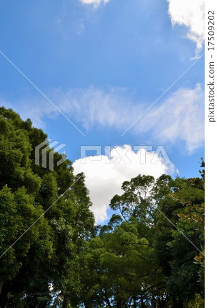 Trees and blue sky Trees and blue sky 17509202