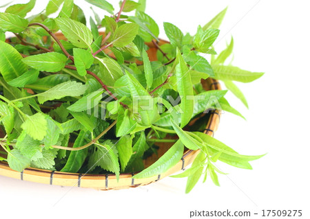 新鮮的藥草 新鮮的藥草 17509275