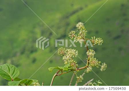 Botanical flowers 17509430