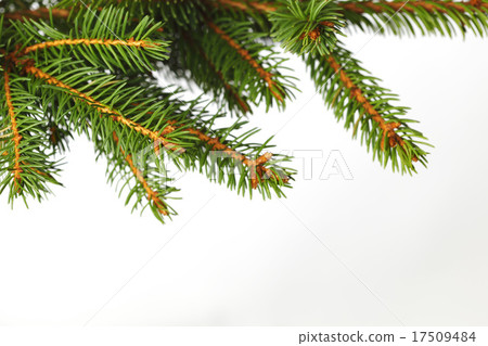 Fir branch on white 17509484