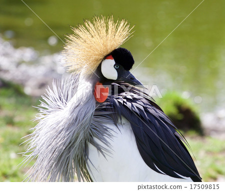 Beautiful East African Crowned Crane 17509815