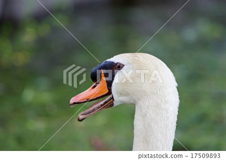 The swan is puzzled 17509893