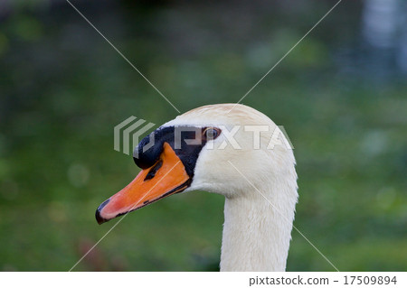 The close-up of the serious swan 17509894