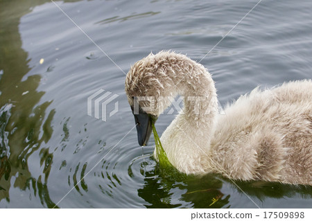 The young swan is eating the algae 17509898