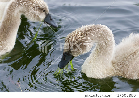 Two young swans are eating 17509899