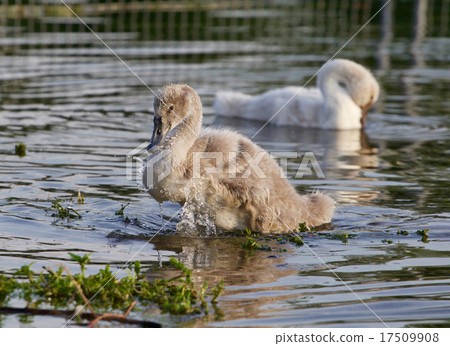 The young swan's powerful movements The young swan's powerful movements 17509908